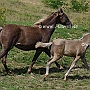 Rocky_ Mountain_ Horse_ 3(2)